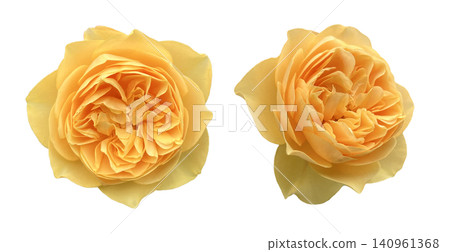 Yellow English Rose Flowers Close Up Yellow English Rose Flowers Close Up 140961368