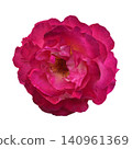 Magenta Rose Flower Head Top View 140961369