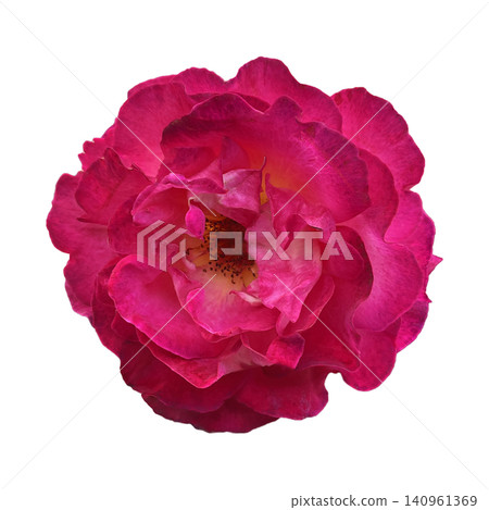 Magenta Rose Flower Head Top View 140961369