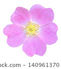 Pink Wild Rose Flower Head Macro 140961370