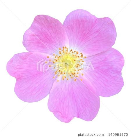 Pink Wild Rose Flower Head Macro 140961370