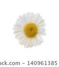 Chamomile Flower Head Top View Close Up 140961385