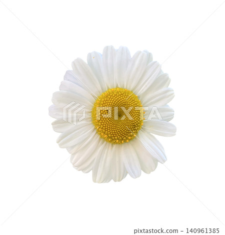 Chamomile Flower Head Top View Close Up Chamomile Flower Head Top View Close Up 140961385