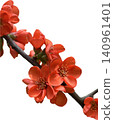 Red Quince Flowers blooming on Branch 140961401
