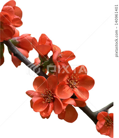 Red Quince Flowers blooming on Branch Red Quince Flowers blooming on Branch 140961401