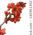 Red Quince Flowers blooming on Branch 140961402