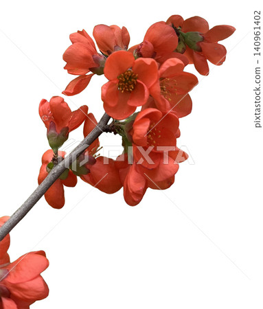 Red Quince Flowers blooming on Branch Red Quince Flowers blooming on Branch 140961402