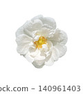 White Rose Flower Head Macro Close Up 140961403