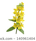 Yellow Lysimachia Flower Stem Close Up 140961404