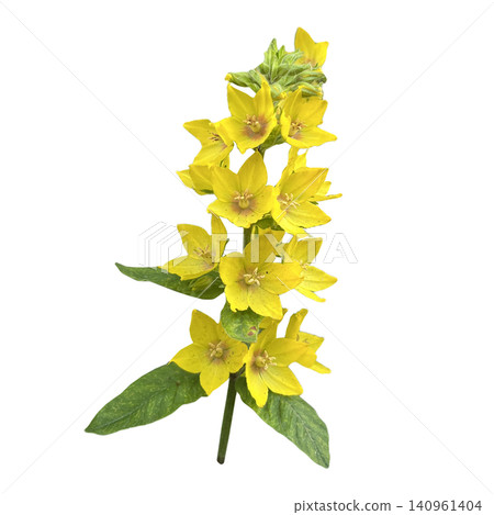 Yellow Lysimachia Flower Stem Close Up Yellow Lysimachia Flower Stem Close Up 140961404