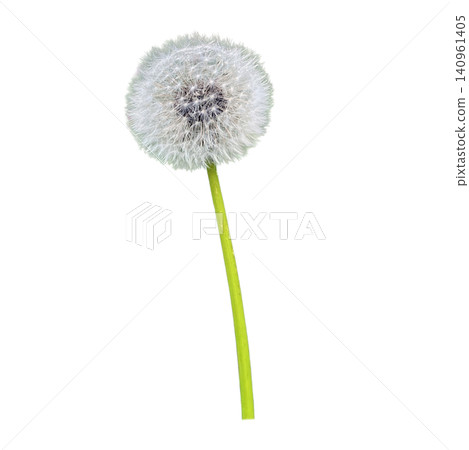 Dandelion Seed Head Blowball Close Up Dandelion Seed Head Blowball Close Up 140961405