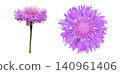 Purple Cornflower Heads Top and Side View 140961406
