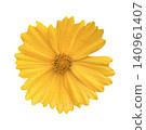 Yellow Coreopsis Flower Head Close Up 140961407