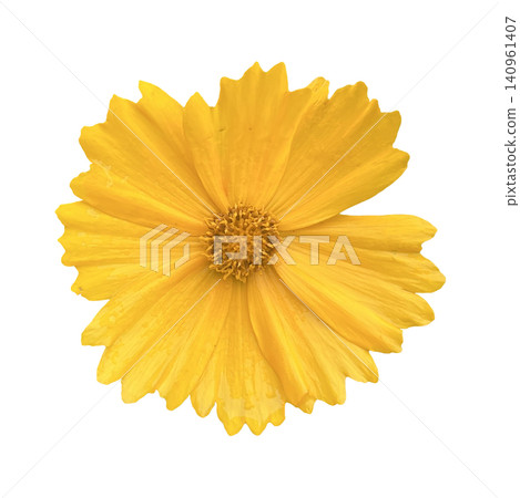 Yellow Coreopsis Flower Head Close Up 140961407