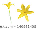 Yellow Daylily Flowers Top and Side View 140961408