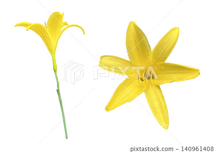 Yellow Daylily Flowers Top and Side View 140961408