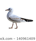 Seagull Standing Full Body Profile View 140961409