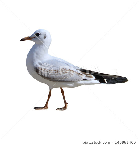 Seagull Standing Full Body Profile View Seagull Standing Full Body Profile View 140961409