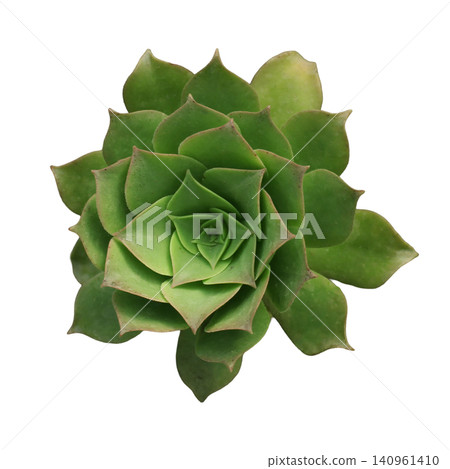 Green Succulent Plant Rosette Top View Green Succulent Plant Rosette Top View 140961410