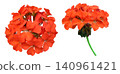 Red Geranium Flowers Clusters Set 140961421