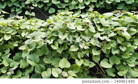 Green Crop Field Rows in Agricultural Farm Background 140961490