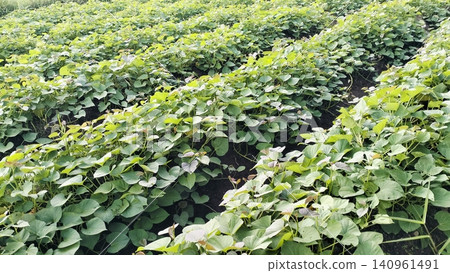 Green Crop Field Rows in Agricultural Farm Background Green Crop Field Rows in Agricultural Farm Background 140961491