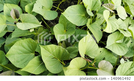Green Crop Field Rows in Agricultural Farm Background Green Crop Field Rows in Agricultural Farm Background 140961492
