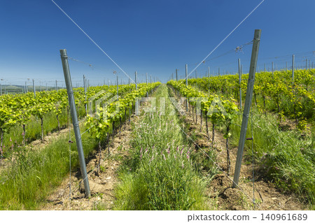 Young grapevines growing in vineyard rows, Knezdub, Czechia Young grapevines growing in vineyard rows, Knezdub, Czechia 140961689