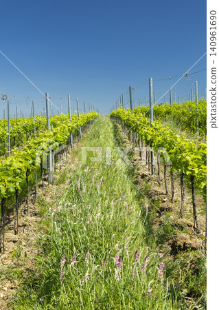 Young grapevines growing in Knezdub vineyard rows under blue sky Young grapevines growing in Knezdub vineyard rows under blue sky 140961690