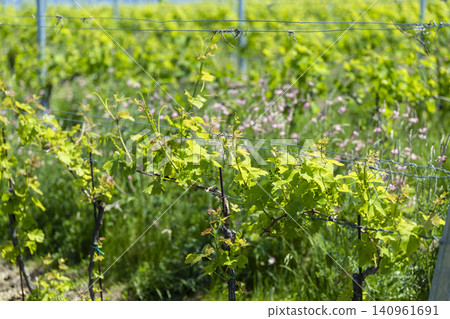 Growing grapevines in a sunny Knezdub vineyard 140961691