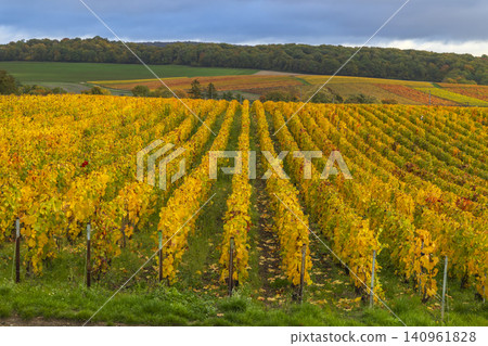Avenay Val d'Or vineyard rows displaying autumn colors Avenay Val d'Or vineyard rows displaying autumn colors 140961828