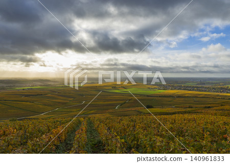 Autumn grapevines in Champagne region under cloudy sky, Mutigny France Autumn grapevines in Champagne region under cloudy sky, Mutigny France 140961833
