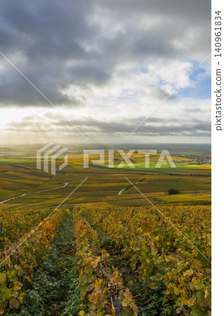 Golden autumn vineyards in the Champagne region, France 140961834