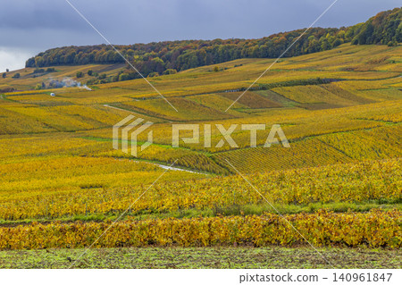 Champagne vineyards displaying beautiful golden autumn colors in Cramant, France Champagne vineyards displaying beautiful golden autumn colors in Cramant, France 140961847