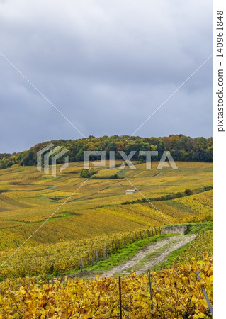 Vineyards changing colors in Cramant, Marne, France Vineyards changing colors in Cramant, Marne, France 140961848