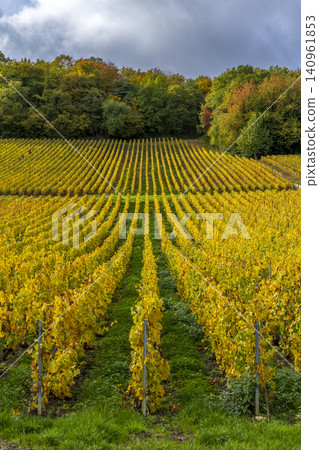 Autumn vineyard rows in Champagne region, Mancy, France Autumn vineyard rows in Champagne region, Mancy, France 140961853