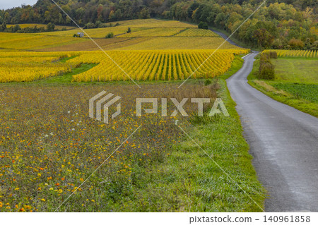 Autumn vineyards landscape with winding road in Bergeres les Vertus, France Autumn vineyards landscape with winding road in Bergeres les Vertus, France 140961858