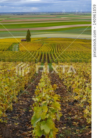 Golden autumn vineyards in Champagne region France Golden autumn vineyards in Champagne region France 140961859