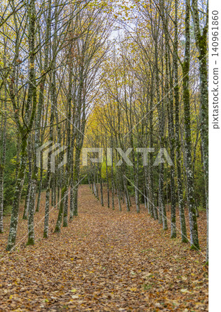 Autumn pathway through rows of trees in Marne, France Autumn pathway through rows of trees in Marne, France 140961860