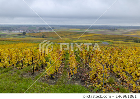 Vineyards reflecting autumn colors across Vert Toulon landscape Vineyards reflecting autumn colors across Vert Toulon landscape 140961861