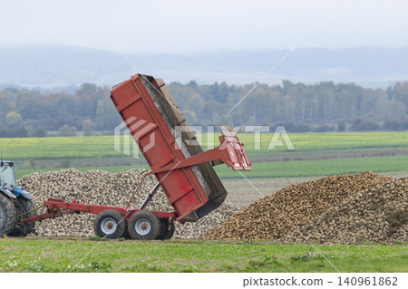 Tractor trailer unloading sugar beet harvest Vert Toulon France Tractor trailer unloading sugar beet harvest Vert Toulon France 140961862