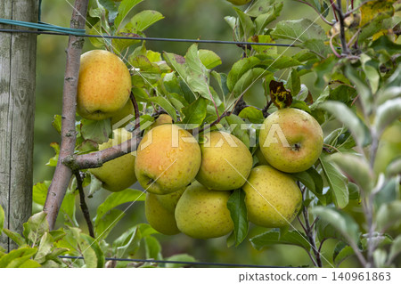 Yellow apples ripening on tree branch in French orchard Yellow apples ripening on tree branch in French orchard 140961863