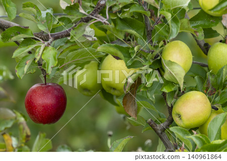 Red apple standing out from green fruit Red apple standing out from green fruit 140961864