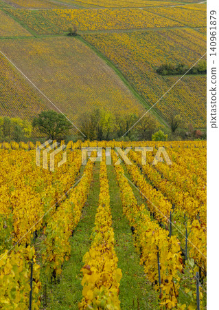 Chablis vineyard displaying vibrant autumn colors Chablis vineyard displaying vibrant autumn colors 140961879
