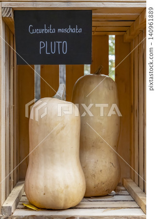 Cucurbita moschata 'PLUTO' butternut squash harvesting in wooden crate Cucurbita moschata 'PLUTO' butternut squash harvesting in wooden crate 140961889