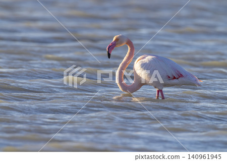 Flamingo wading in shallow water searching for food in Camargue Flamingo wading in shallow water searching for food in Camargue 140961945
