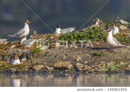 Black headed gulls nesting with chicks by water in Czechia Black headed gulls nesting with chicks by water in Czechia 140961950