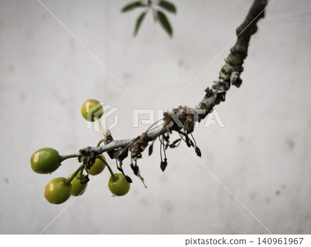 Green unripe fruits on a curved textured branch Green unripe fruits on a curved textured branch 140961967