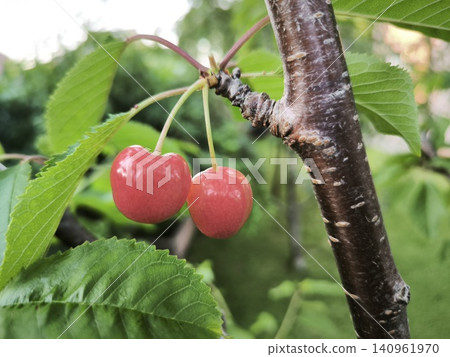 Pair of ripe cherries on a branch in the garden Pair of ripe cherries on a branch in the garden 140961970
