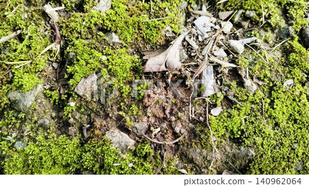 Green Moss Growing on Rough Stone and Soil Surface Green Moss Growing on Rough Stone and Soil Surface 140962064